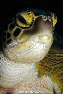 Green Turtle Portrait by Erich Reboucas 